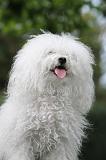 BICHON BOLONAIS 042